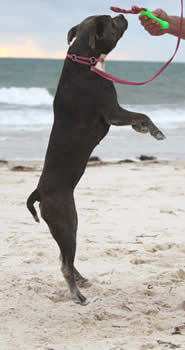 DDDawgs Savanna (AI)